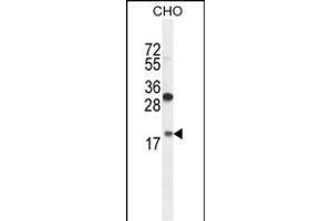 RPL27A Antibody (C-term) (ABIN654891 and ABIN2844541) western blot analysis in CHO cell line lysates (35 μg/lane). (RPL27A 抗体  (C-Term))