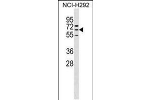 Western blot analysis in NCI-H292 cell line lysates (35ug/lane). (ZNF599 抗体  (N-Term))