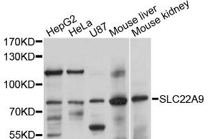 Western blot analysis of extracts of various cell lines, using SLC22A9 antibody (ABIN5998838) at 1/1000 dilution. (SLC22A9 抗体)