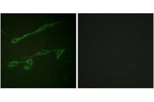 Immunofluorescence (IF) image for anti-Vav 2 Guanine Nucleotide Exchange Factor (VAV2) (AA 108-157), (pTyr142) antibody (ABIN1531758)