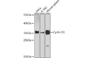 Western blot analysis of extracts of various cell lines, using Cyclin D3 antibody (ABIN6127731, ABIN6138087, ABIN6138088 and ABIN7101345) at 1:3000 dilution. (Cyclin D3 抗体  (AA 201-292))