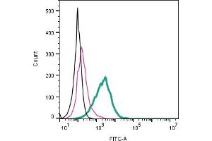 Cell surface detection of ACE2 by direct flow cytometry in live intact mouse M1 myeloid leukemia cell line: + Rabbit IgG Isotype Control-FITC (ABIN7582044).