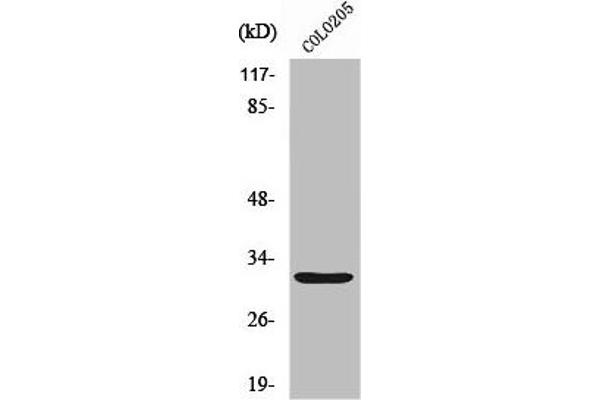 Neurexophilin 4 抗体  (C-Term)