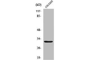 Western Blot analysis of HuvEc cells using Neurexophilin-4 Polyclonal Antibody (Neurexophilin 4 抗体  (C-Term))