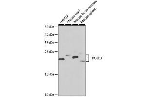 Western blot analysis of extracts of various cell lines, using POLE3 antibody (ABIN2564610) at 1:1000 dilution. (POLE3 抗体)