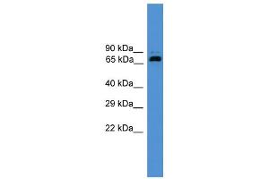 WB Suggested Anti-USP2 Antibody Titration: 0. (USP2 抗体  (Middle Region))