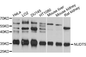 Western blot analysis of extracts of various cell lines, using NUDT5 antibody (ABIN5998398) at 1/1000 dilution. (NUDT5 抗体)