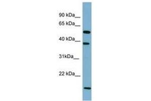 Image no. 1 for anti-Solute Carrier Family 10 (Sodium/bile Acid Cotransporter Family), Member 1 (SLC10A1) (AA 107-156) antibody (ABIN6741685) (SLC10A1 抗体  (AA 107-156))