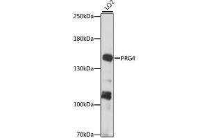 Western blot analysis of extracts of LO2 cells, using PRG4 antibody (ABIN6294151) at 1:1000 dilution. (Proteoglycan 4 抗体)