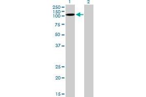 Western Blot analysis of KSR2 expression in transfected 293T cell line by KSR2 MaxPab polyclonal antibody. (KSR2 抗体  (AA 1-829))