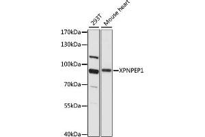 Western blot analysis of extracts of various cell lines, using XPNPEP1 antibody (ABIN7271402) at 1:1000 dilution. (XPNPEP1 抗体  (AA 44-240))