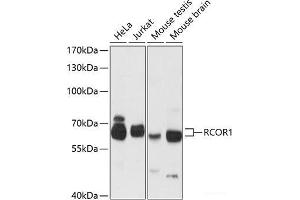 Western blot analysis of extracts of various cell lines using RCOR1 Polyclonal Antibody at dilution of 1:3000. (CoREST 抗体)
