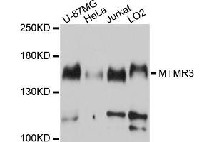 Western blot analysis of extracts of various cell lines, using MTMR3 antibody (ABIN4904448) at 1:1000 dilution. (MTMR3 抗体)