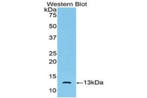 Western Blotting (WB) image for anti-Anti-Mullerian Hormone (AMH) (AA 447-553) antibody (ABIN1857977) (AMH 抗体  (AA 447-553))
