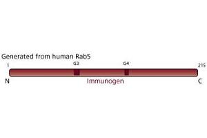 Image no. 4 for anti-RAB5A, Member RAS Oncogene Family (RAB5A) (AA 1-215) antibody (ABIN967882) (RAB5 抗体  (AA 1-215))