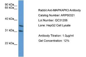 WB Suggested Anti-MAPKAPK3  Antibody Titration: 0. (MAPKAP Kinase 3 抗体  (C-Term))