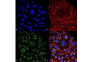 Immunocytochemistry/Immunofluorescence analysis using Mouse Anti-ERp57 Monoclonal Antibody, Clone 4F9 . (PDIA3 抗体  (AA 25-505) (Atto 390))