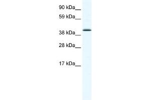 WB Suggested Anti-SOX7 Antibody Titration:  1. (SOX7 抗体  (N-Term))