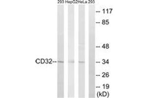 Western blot analysis of extracts from 293/HepG2/HeLa cells, treated with PMA 125ng/ml 30', using CD32 (Ab-292) Antibody. (Fc gamma RII (CD32) (AA 277-326) 抗体)