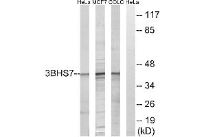 Western blot analysis of extracts from HeLa cells, MCF-7 cells and COLO cells, using HSD3B7 antibody. (HSD3B7 抗体)