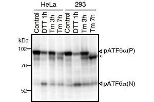 Western Blotting (WB) image for anti-Activating Transcription Factor 6 (ATF6) (N-Term) antibody (ABIN2451924) (ATF6 抗体  (N-Term))
