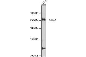 Western blot analysis of extracts of LO2 cells, using  antibody (ABIN6129942, ABIN6137100, ABIN6137101 and ABIN7101827) at 1:1000 dilution. (ARID2 抗体  (AA 1586-1835))