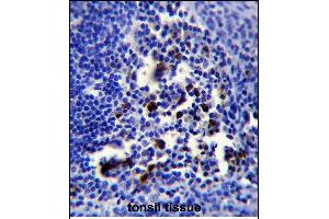 POU2AF1 Antibody (N-term) (ABIN653040 and ABIN2842654) immunohistochemistry analysis in formalin fixed and paraffin embedded human tonsil tissue followed by peroxidase conjugation of the secondary antibody and DAB staining. (POU2AF1 抗体  (N-Term))