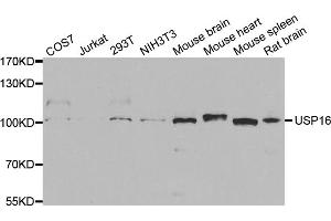 Western blot analysis of extracts of various cell lines, using USP16 antibody. (USP16 抗体)