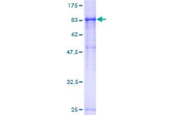 RPN1 Protein (AA 24-607) (GST tag)