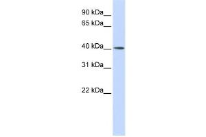 Western Blotting (WB) image for anti-Matrix Metalloproteinase 20 (MMP20) antibody (ABIN2459028) (MMP20 抗体)