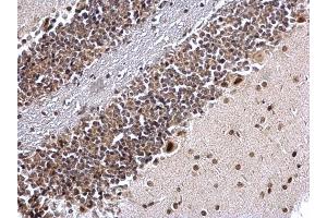 IHC-P Image COUP TF1 antibody [N1], N-term detects COUP TF1 protein at nucleus on mouse hind brain by immunohistochemical analysis. (NR2F1 抗体  (N-Term))