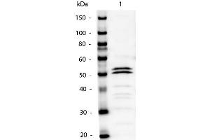 Western Blot of Mouse IgG1 Secondary Antibody Alkaline Phosphatase Conjugated. (兔 anti-小鼠 IgG1 (Heavy Chain) Antibody (Alkaline Phosphatase (AP)))