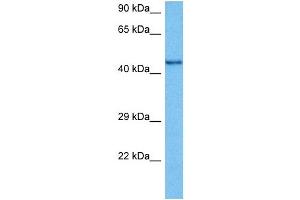 Host:  Mouse  Target Name:  CHRNB2  Sample Tissue:  Mouse Testis  Antibody Dilution:  1ug/ml (CHRNB2 抗体  (N-Term))