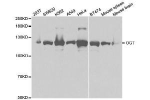Western blot analysis of extracts of various cell lines, using OGT antibody. (OGT 抗体  (AA 857-1036))