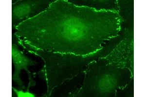 Immunofluorescence (IF) image for anti-Myc Tag antibody (HRP) (ABIN7449524) (Myc Tag 抗体  (HRP))