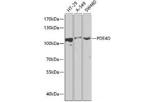 Western blot analysis of extracts of various cell lines using PDE4D Polyclonal Antibody at dilution of 1:1000. (PDE4D 抗体)