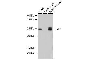 Immunoprecipitation (IP) image for anti-B-Cell CLL/lymphoma 2 (BCL2) antibody (ABIN7265810)