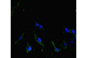 Immunofluorescent analysis of Hela cells using ABIN7162615 at dilution of 1: 100 and Alexa Fluor 488-congugated AffiniPure Goat Anti-Rabbit IgG(H+L) (HRPT2 抗体  (AA 74-346))