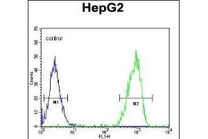 MGAT2 Antibody (C-term) (ABIN389038 and ABIN2839252) flow cytometric analysis of HepG2 cells (right histogram) compared to a negative control cell (left histogram). (MGAT2 抗体  (C-Term))