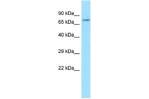 WB Suggested Anti-NLN Antibody Titration: 1. (NLN 抗体  (N-Term))