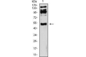 Western blot analysis using CD119 mouse mAb against HepG2 (1) cell lysate. (IFNGR1 抗体  (AA 18-245))