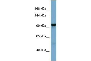 WB Suggested Anti-NDST4  Antibody Titration: 0. (NDST4 抗体  (Middle Region))