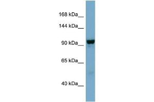 WB Suggested Anti-NDST4  Antibody Titration: 0. (NDST4 抗体  (Middle Region))