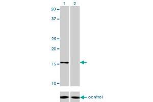 Western blot analysis of NDUFB7 over-expressed 293 cell line, cotransfected with NDUFB7 Validated Chimera RNAi (Lane 2) or non-transfected control (Lane 1). (NDUFB7 抗体  (AA 38-137))