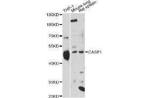 Western blot analysis of extracts of various cell lines, using CASP1 Antibody (ABIN1871450) at 1:1000 dilution. (Caspase 1 抗体)