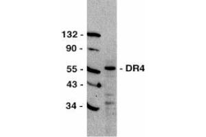 Western blot analysis of DR4 in HeLa total cell lysate with AP30299PU-N DR4 antibody at 1/500 dilution. (TNFRSF10A 抗体  (C-Term))