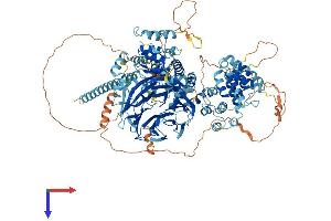HPS5 Protein (AA 1-1126) (His tag)