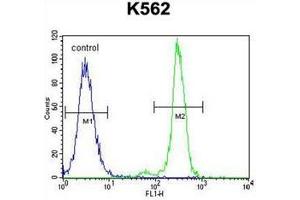 Flow cytometric analysis of K562 cells using Carboxypeptidase A3 Antibody  (right histogram) compared to a negative control cell (left histogram). (CPA3 抗体  (Middle Region))