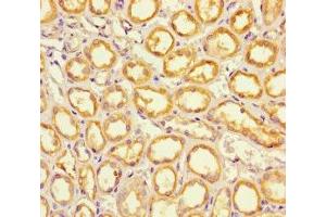 Immunohistochemistry of paraffin-embedded human kidney tissue using ABIN7151886 at dilution of 1:100 (EPS8-Like 2 抗体  (AA 201-500))