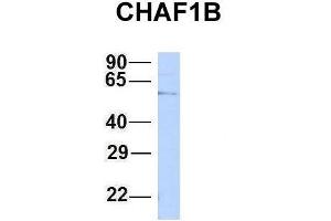 Host:  Rabbit  Target Name:  CHAF1B  Sample Type:  HepG2  Antibody Dilution:  1.